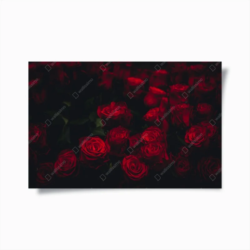 Póster ramillete de rosas rojas en penumbra