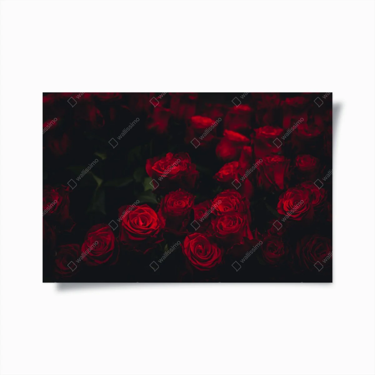 Póster ramillete de rosas rojas en penumbra – Pixers® Póster ramillete de rosas rojas en penumbra – Pixers®