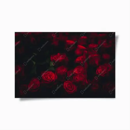 Póster ramillete de rosas rojas en penumbra – Pixers®