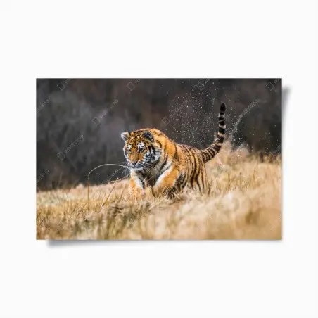 Póster tigre siberiano en la pradera: fuerza en movimiento – Pixers®
