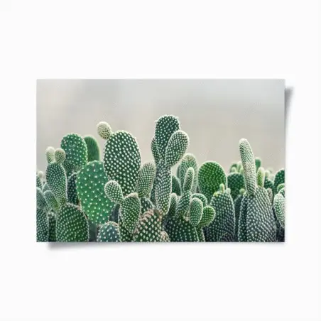 Póster cactus opuntia en primer plano para decoración – Pixers®