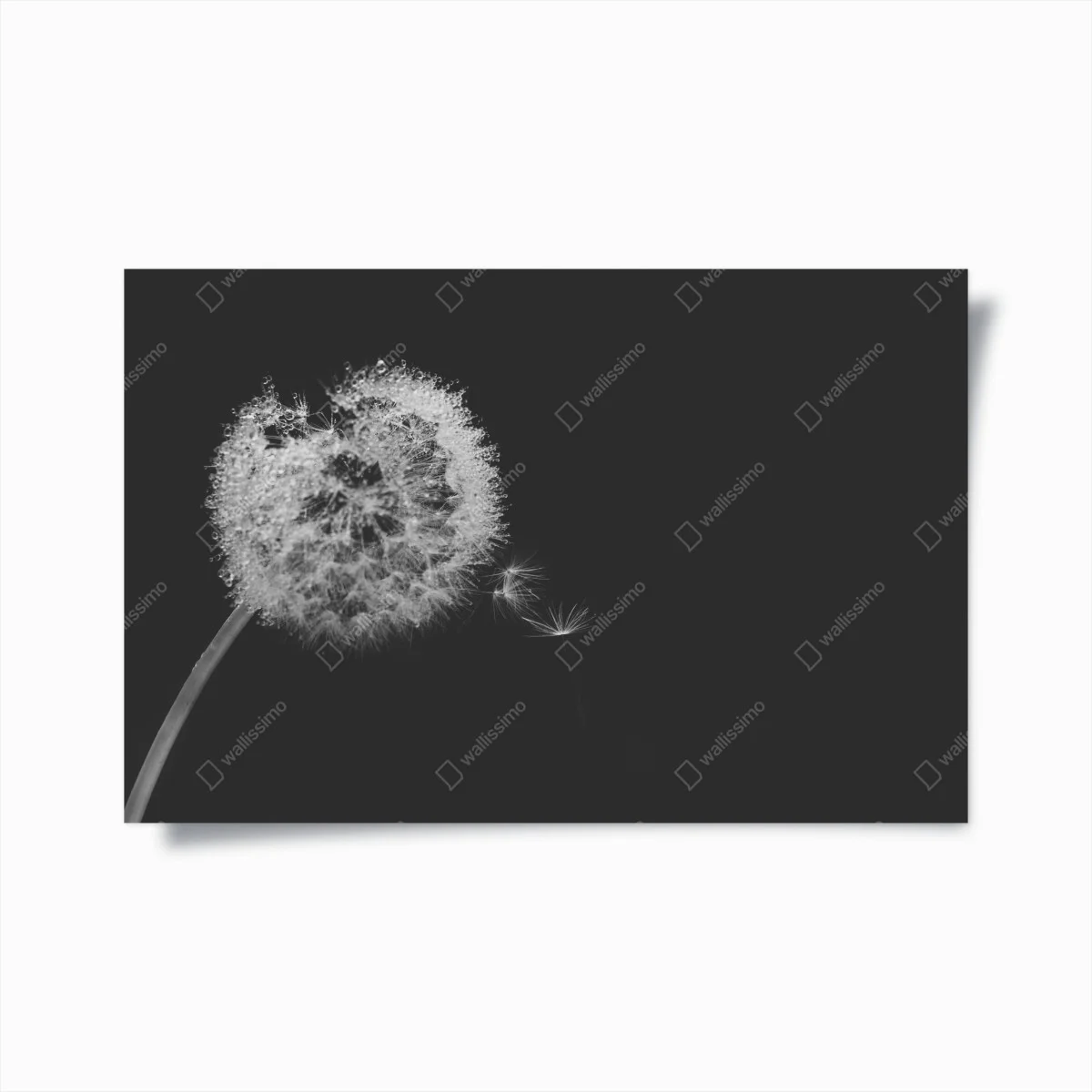 Póster susurro de diente de león en blanco y negro – Pixers® Póster susurro de diente de león en blanco y negro – Pixers®