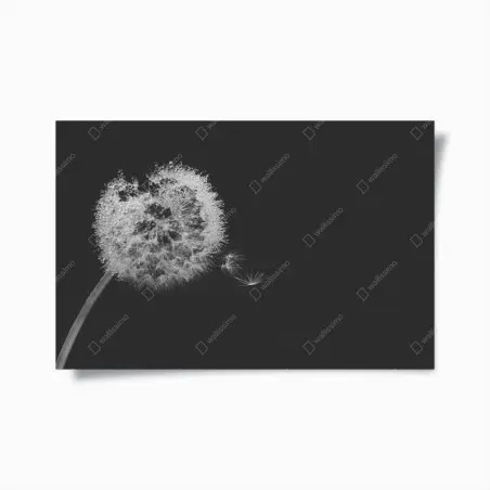 Póster susurro de diente de león en blanco y negro – Pixers®