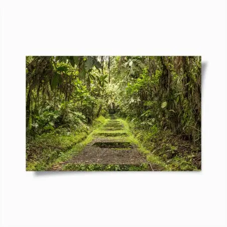 Póster sendero entre la selva tropical – Pixers®