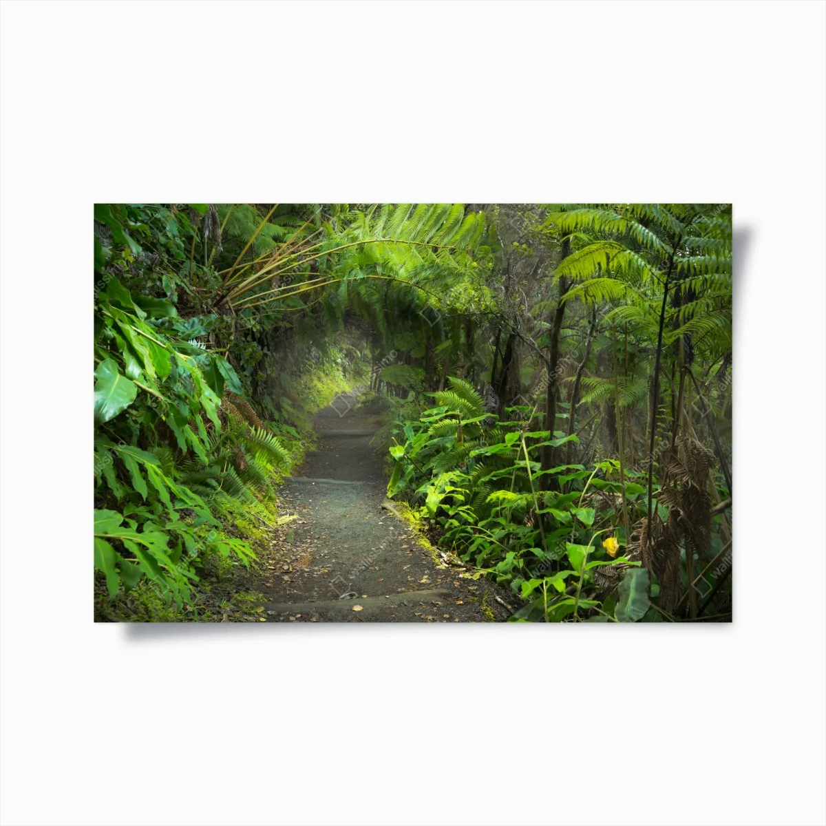 Póster sendero del bosque lluvioso en Kilauea Iki – Pixers® Póster sendero del bosque lluvioso en Kilauea Iki – Pixers®