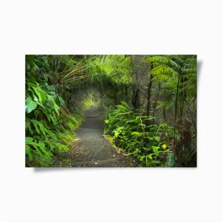 Póster sendero del bosque lluvioso en Kilauea Iki – Pixers®