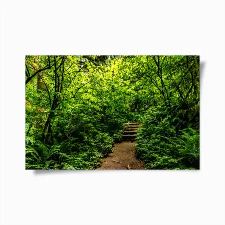 Póster sendero entre helechos en bosque verde – Pixers®