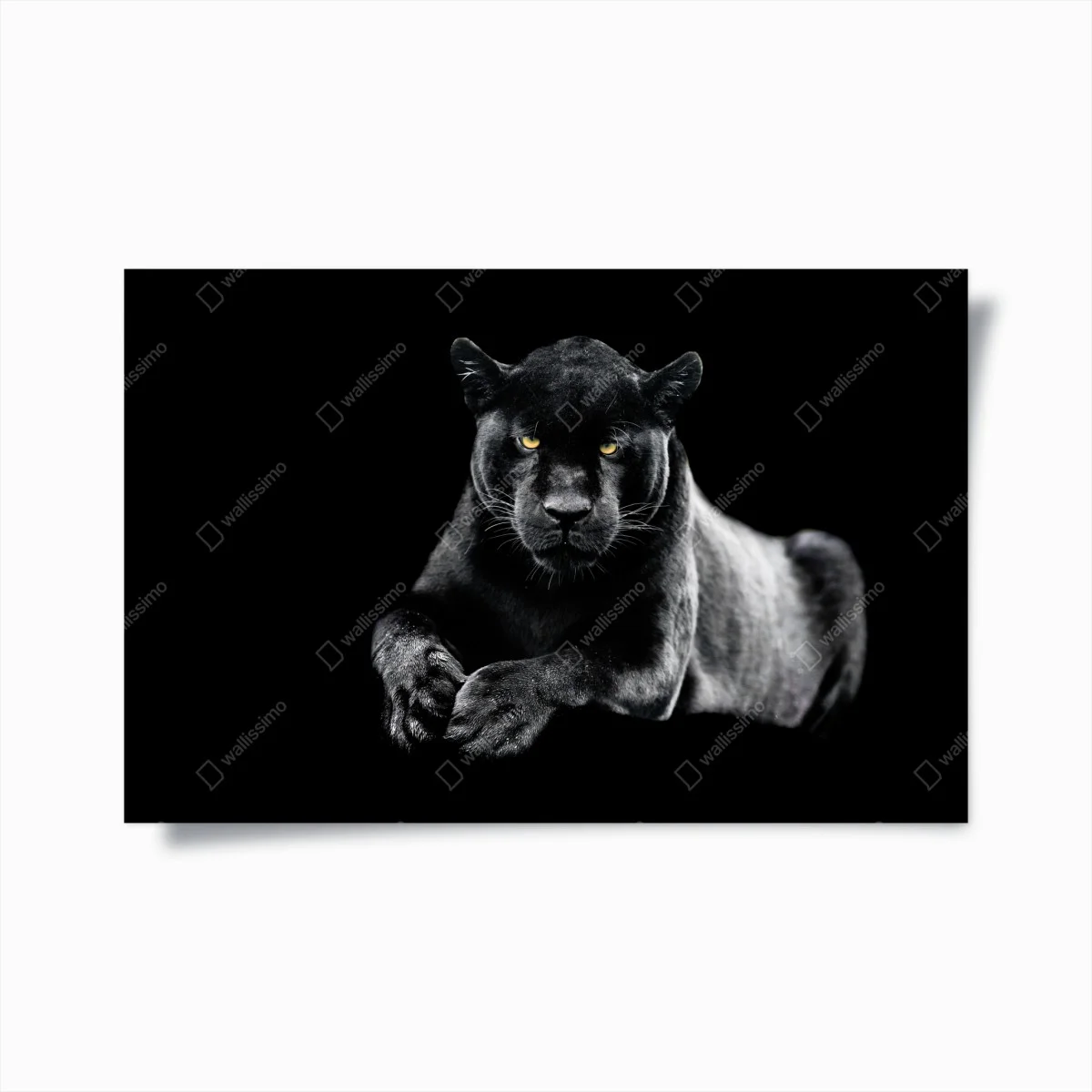 Póster mirada intensa de la pantera negra – Pixers® Póster mirada intensa de la pantera negra – Pixers®