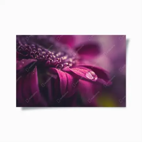 Póster pétalo púrpura con gota de rocío – Pixers®