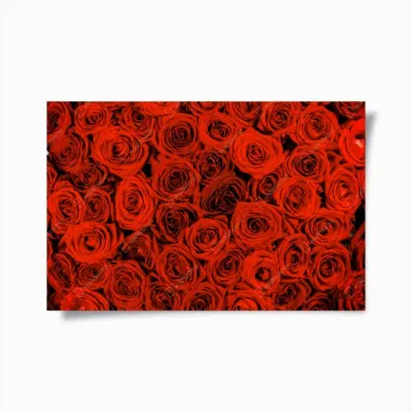 Póster rosas rojas en abundancia – Pixers®