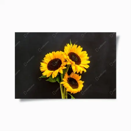 Póster girasoles sobre fondo negro – Pixers®