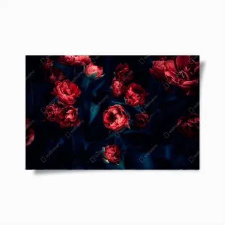 Póster tulipanes rojos en contraste nocturno – Pixers®