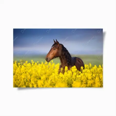 Póster caballo castaño en campo de colza – Pixers®