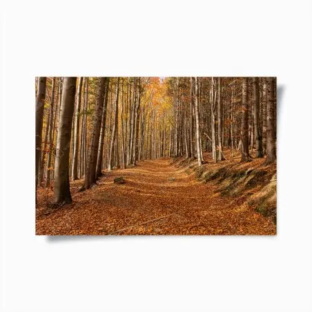 Póster sendero otoñal entre hayas doradas – Pixers®