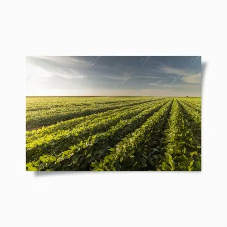 Póster campo de soja al atardecer – Pixers®