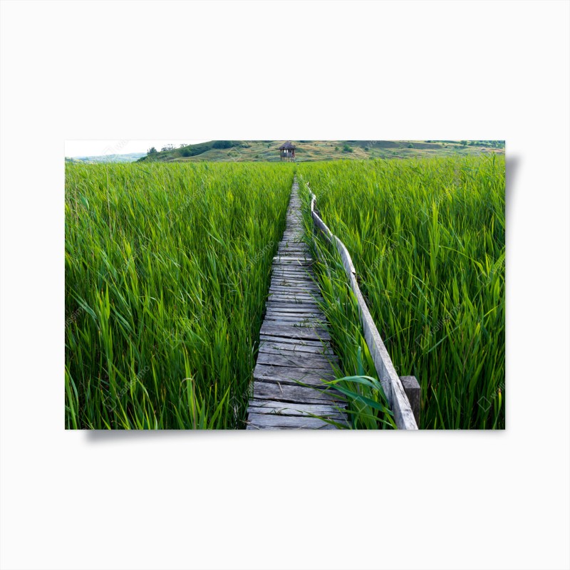 Póster sendero de madera entre juncos hacia la cabaña