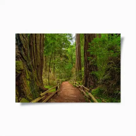 Póster sendero entre secuoyas milenarias – Pixers®