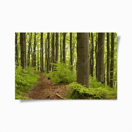 Póster sendero en el bosque de hayas – Pixers®