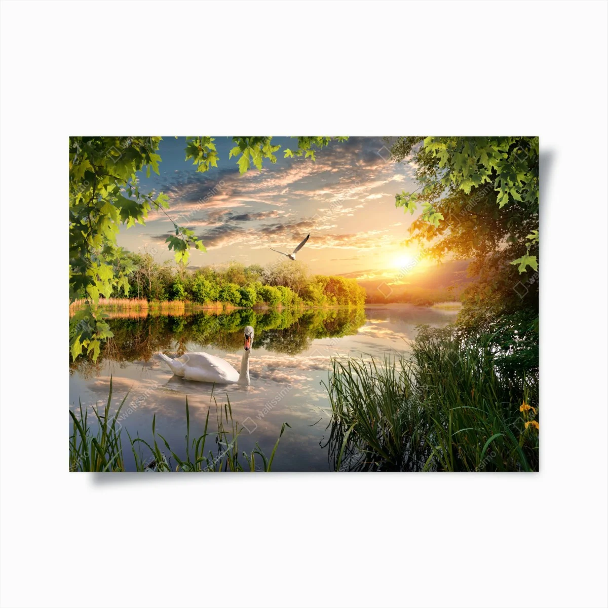 Póster atardecer sereno en el lago con cisne – Pixers® Póster atardecer sereno en el lago con cisne – Pixers®