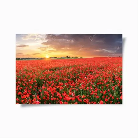 Póster atardecer sobre campo de amapolas – Pixers®