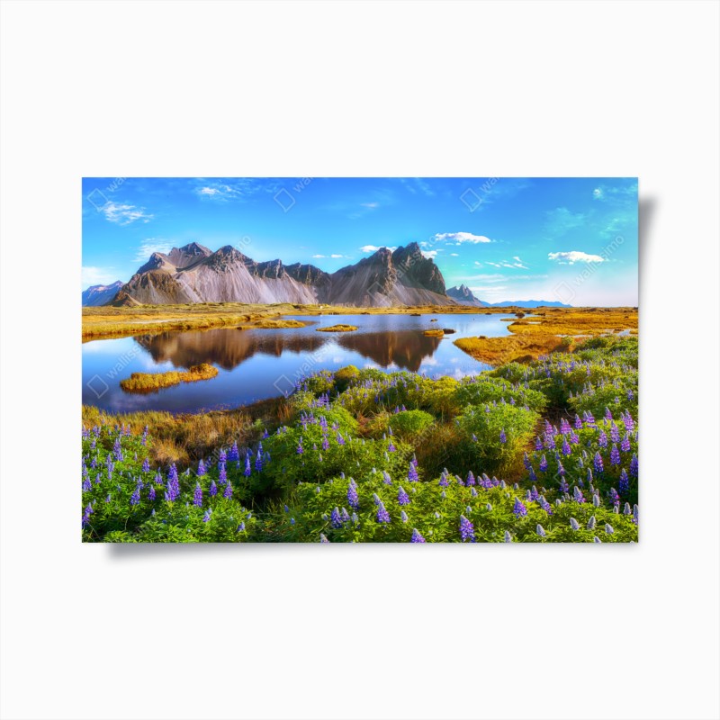 Póster lupinos junto a Vestrahorn en Stokksnes