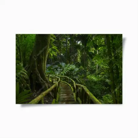 Póster sendero verde en la selva tropical – Pixers®