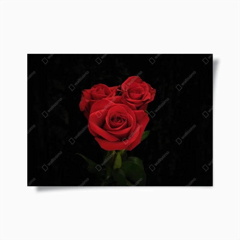 Póster rosas rojas sobre fondo negro
