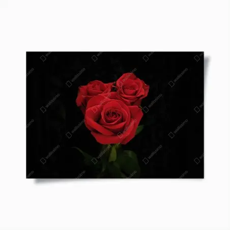 Póster rosas rojas sobre fondo negro – Pixers®