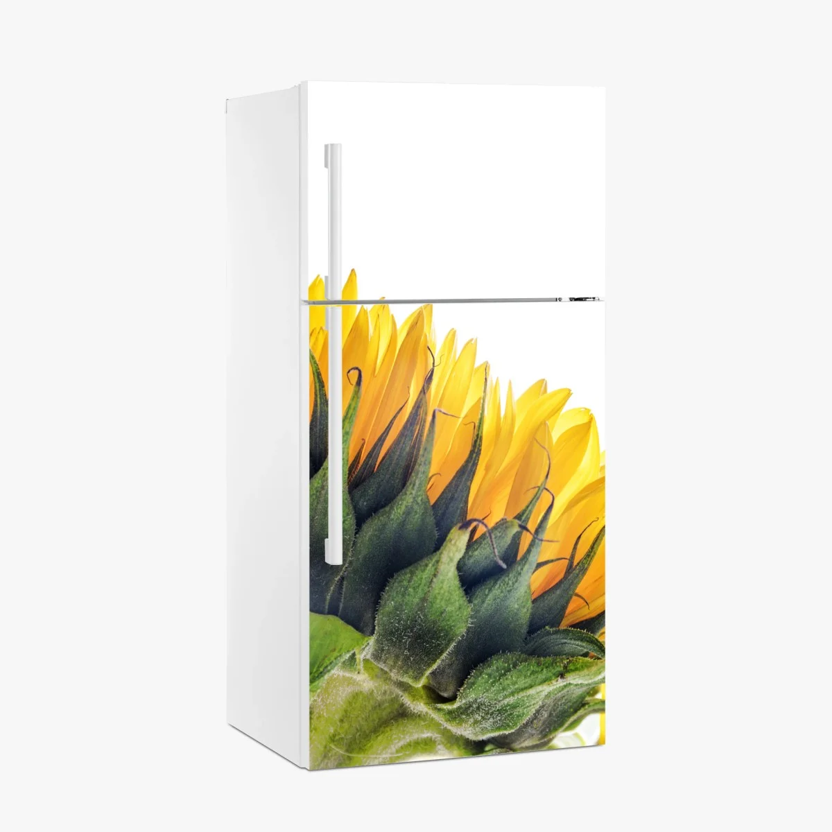 Pegatina para frigorífico girasol en primer plano sobre fondo blanco – Pixers® Pegatina para frigorífico girasol en primer plano sobre fondo blanco – Pixers®