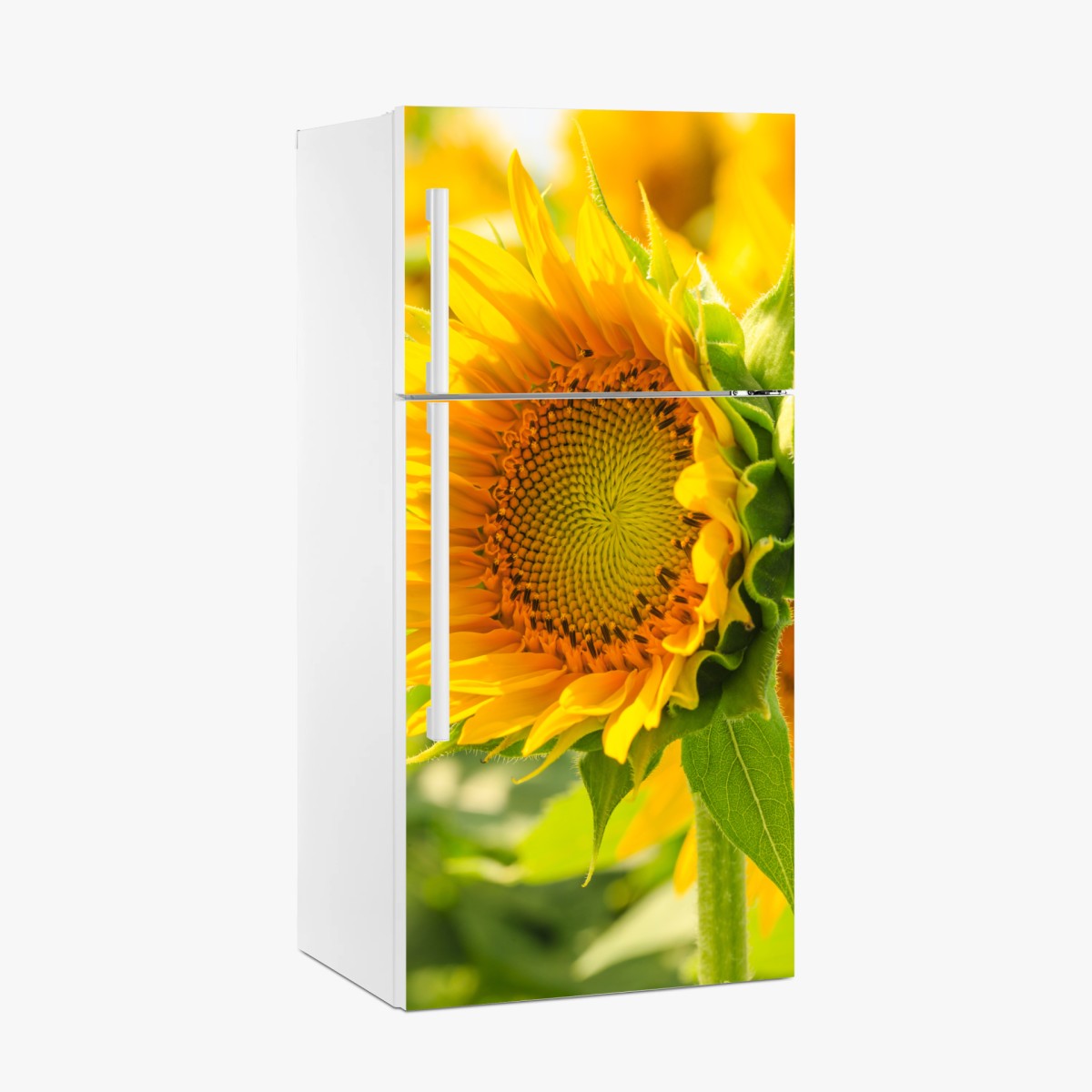 Pegatina para frigorífico girasol en primer plano luminoso – Pixers®