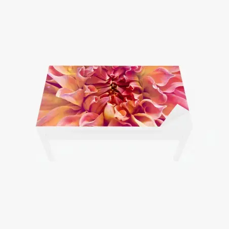 Chapa adhesiva para mesa y escritorio dalia rosa y melocotón en primer plano – Pixers®