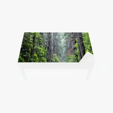Chapa adhesiva para mesa y escritorio sendero de piedra en bosque milenario – Pixers®