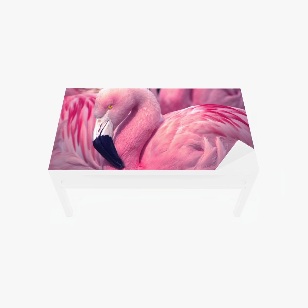 Chapa adhesiva para mesa y escritorio flamenco rosado en primer plano – Pixers® Chapa adhesiva para mesa y escritorio flamenco rosado en primer plano – Pixers®