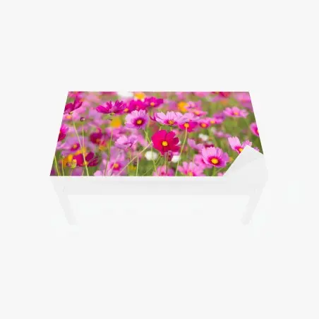 Chapa adhesiva para mesa y escritorio campo de cosmos rosados en flor – Pixers®