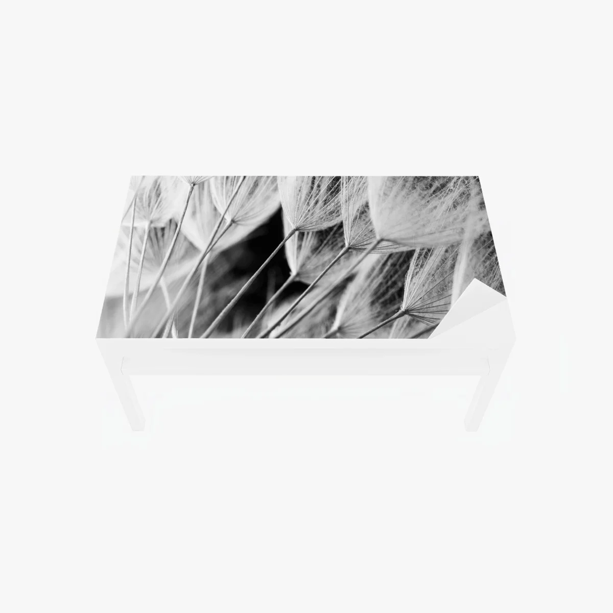 Chapa adhesiva para mesa y escritorio detalle delicado de semillas de diente de león en blanco y negro – Pixers® Chapa adhesiva para mesa y escritorio detalle delicado de semillas de diente de león en blanco y negro – Pixers®