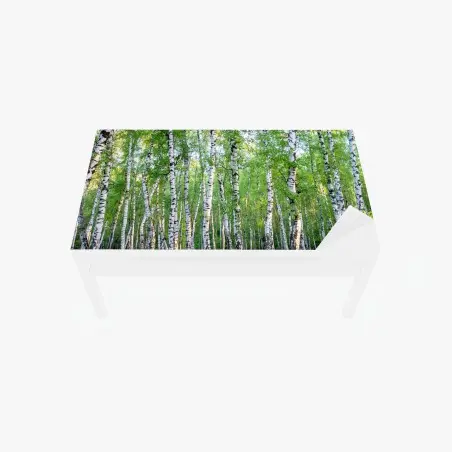 Chapa adhesiva para mesa y escritorio arboleda de abedules en verano – Pixers®