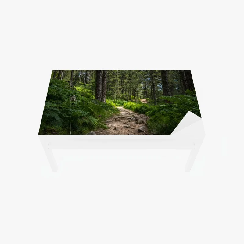 Chapa adhesiva para mesa y escritorio sendero boscoso bañado de luz entre helechos