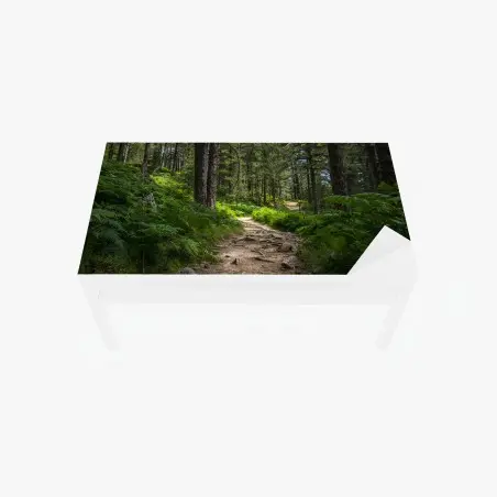 Chapa adhesiva para mesa y escritorio sendero boscoso bañado de luz entre helechos – Pixers®