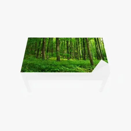 Chapa adhesiva para mesa y escritorio bosque verde bañado por el sol – Pixers®