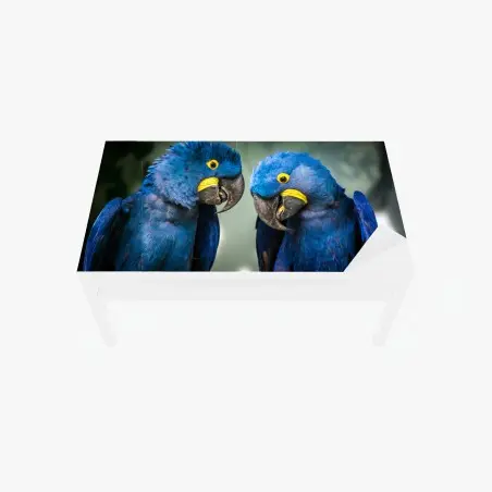 Chapa adhesiva para mesa y escritorio pareja de guacamayos jacintos en rama – Pixers®