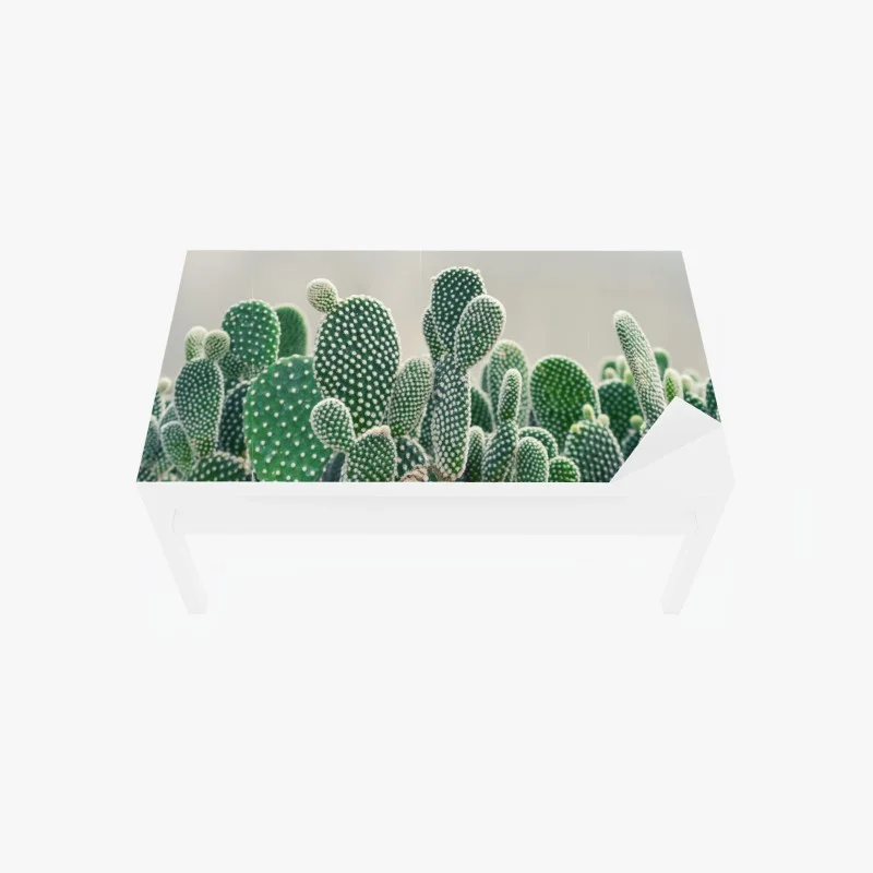 Chapa adhesiva para mesa y escritorio cactus opuntia en primer plano para decoración