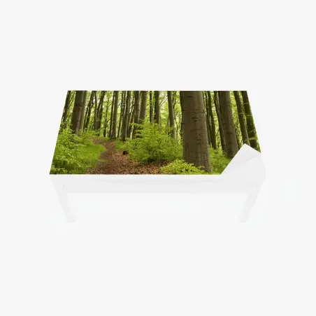 Chapa adhesiva para mesa y escritorio sendero en el bosque de hayas – Pixers®
