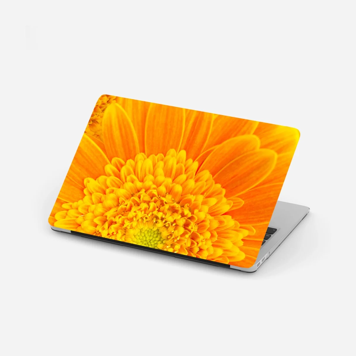 Pegatina para portátil estallido de color: gerberas naranjas en primer plano – Pixers® Pegatina para portátil estallido de color: gerberas naranjas en primer plano – Pixers®