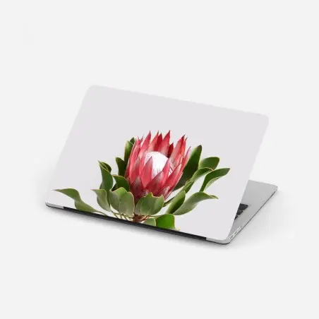 Pegatina para portátil protea real sobre fondo minimalista – Pixers®