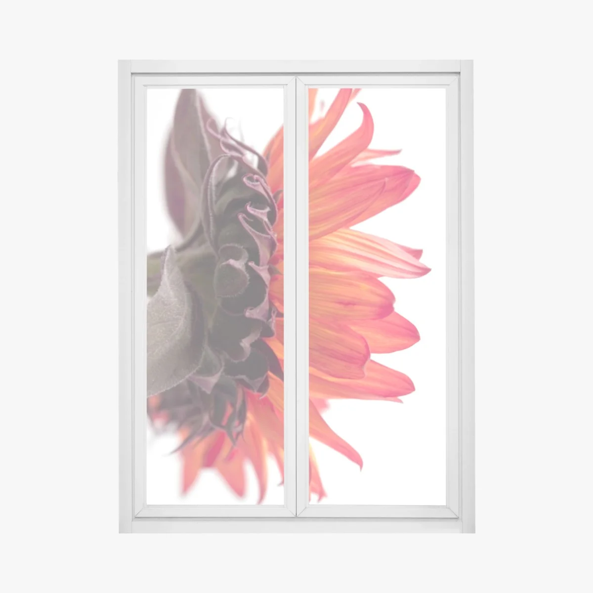 Pegatina para ventana girasol rojo en primer plano sobre fondo blanco – Pixers® Pegatina para ventana girasol rojo en primer plano sobre fondo blanco – Pixers®