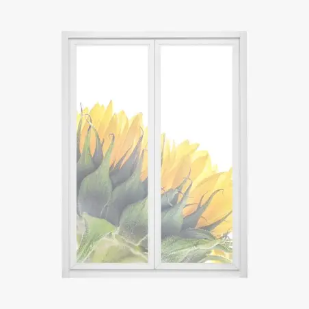 Pegatina para ventana girasol en primer plano sobre fondo blanco – Pixers®