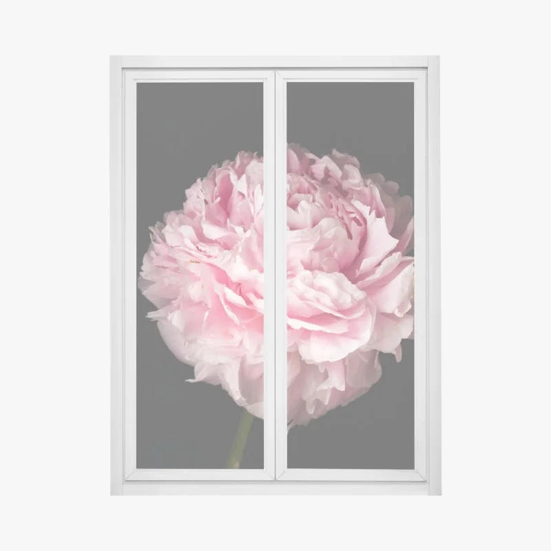 Pegatina para ventana peonía rosa exuberante sobre fondo negro