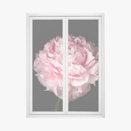 Pegatina para ventana peonía rosa exuberante sobre fondo negro – Pixers®