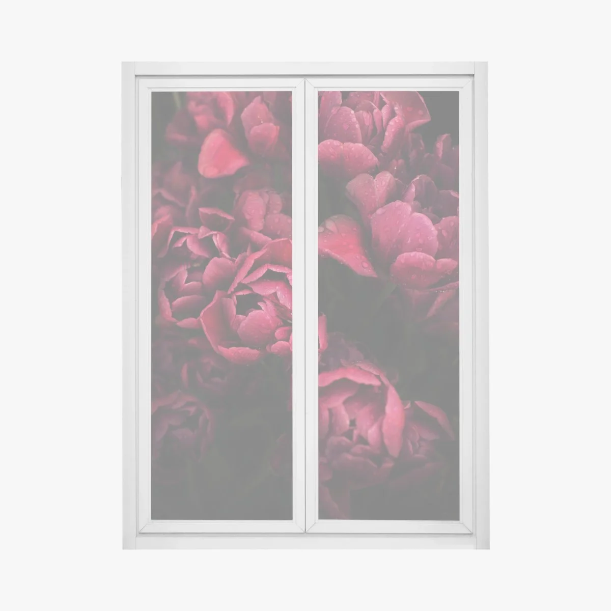 Pegatina para ventana tulipanes rojos con gotas de rocío – Pixers® Pegatina para ventana tulipanes rojos con gotas de rocío – Pixers®