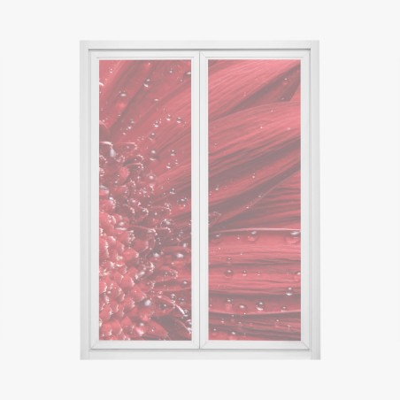 Pegatina para ventana gerbera roja en primer plano con gotas – Pixers®